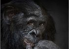 Peter Matthews - Portrait of a Wary Bonobo - Open